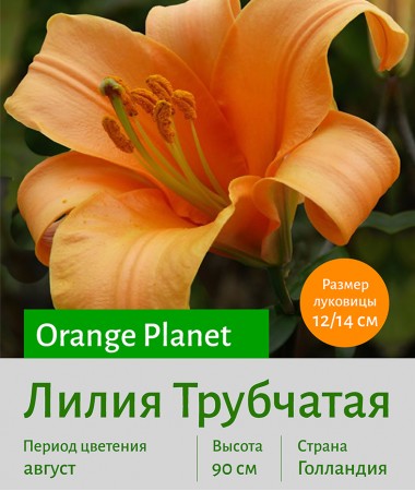  Трубчатая лилия Orange Planet